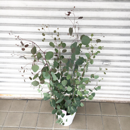株立ち 大株 ユーカリ ポポラス 7号 その他インテリア雑貨 PLANTS