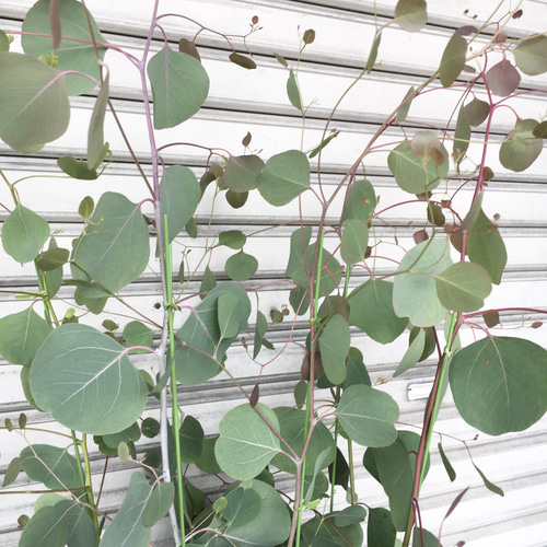 株立ち 大株 ユーカリ ポポラス 7号 その他インテリア雑貨 PLANTS