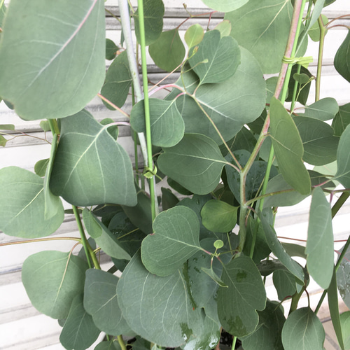 株立ち 大株 ユーカリ ポポラス 7号 その他インテリア雑貨 PLANTS