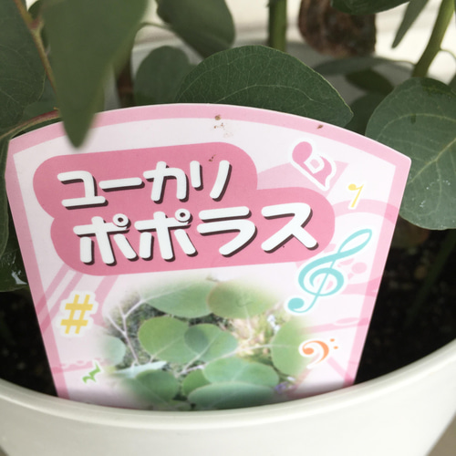 株立ち 大株 ユーカリ ポポラス 7号 その他インテリア雑貨 PLANTS