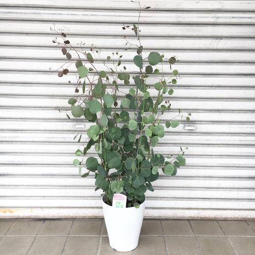株立ち 大株 ユーカリ ポポラス ７号 その他インテリア雑貨 PLANTS