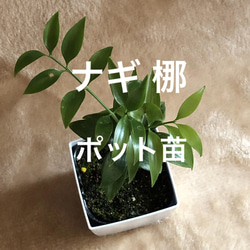 ナギ ポット苗 梛 観葉植物 1枚目の画像