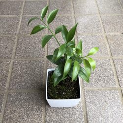 ナギ ポット苗 梛 観葉植物 2枚目の画像