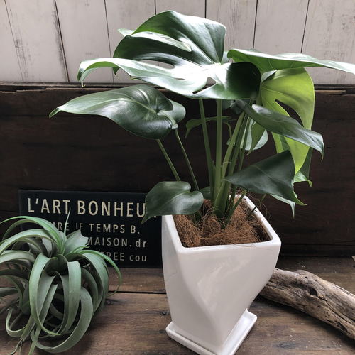 モンステラ 中型 白鉢 モンステラ 観葉植物 ホワイトセラアート鉢 送料無料 中型 大型 8号