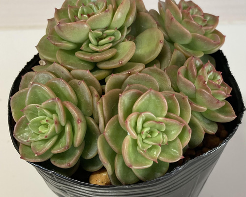 多肉植物 ヌダ 抜き苗 投げ捨て