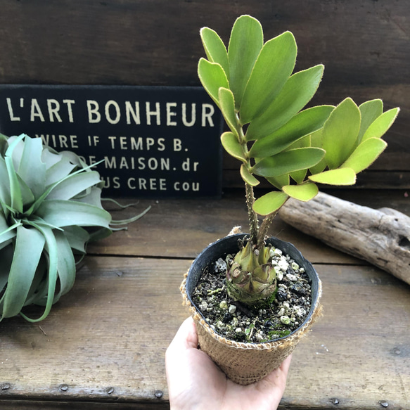 ザミア♡高価な塊根植物♡観葉植物♡インテリア 14枚目の画像