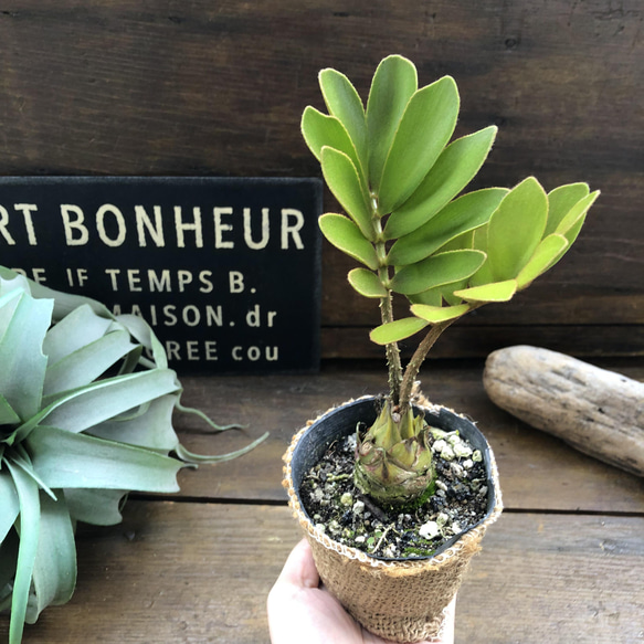 ザミア♡高価な塊根植物♡観葉植物♡インテリア 16枚目の画像