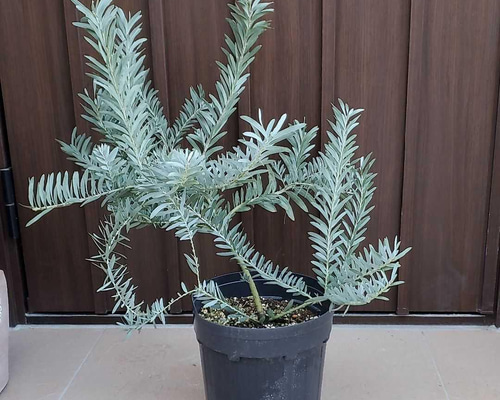 大きめ♪アカシアブルーブッシュ 観葉植物 鉢植え 苗 ロックガーデン