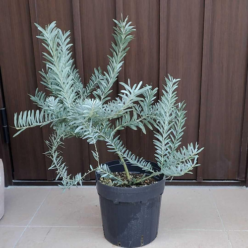 大きめ♪アカシアブルーブッシュ 観葉植物 鉢植え 苗 ロック