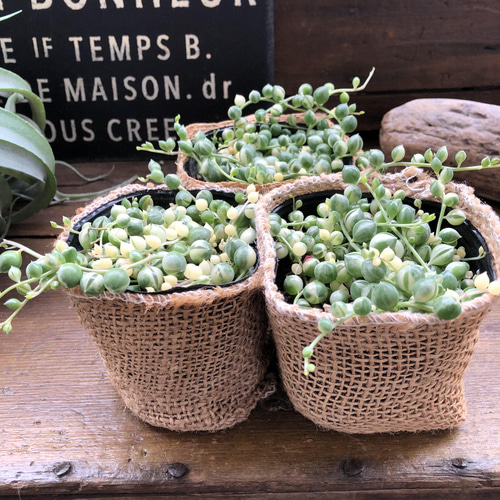 斑入りグリーンネックレス♡マーブル♡多肉植物♡垂れ下がり