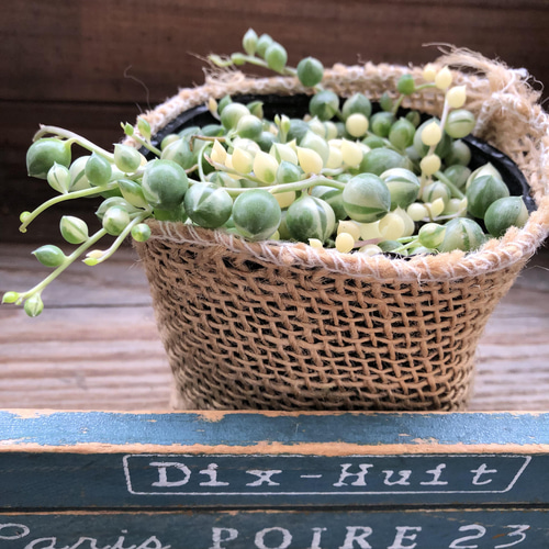 マーブルネックレス 斑入りグリーンネックレス 多肉植物 カット苗 マーブルネックレス 斑入りグリーンネックレス 多肉植物 カット苗