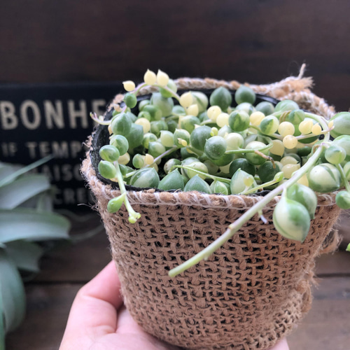 斑入りグリーンネックレス♡マーブル♡多肉植物♡垂れ下がり♡ アート