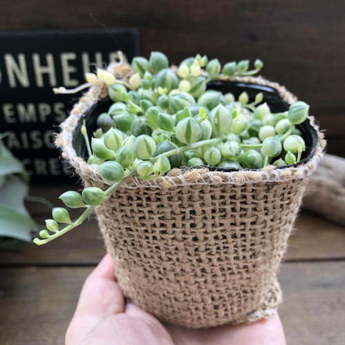 斑入りグリーンネックレス♡マーブル♡多肉植物♡垂れ下がり