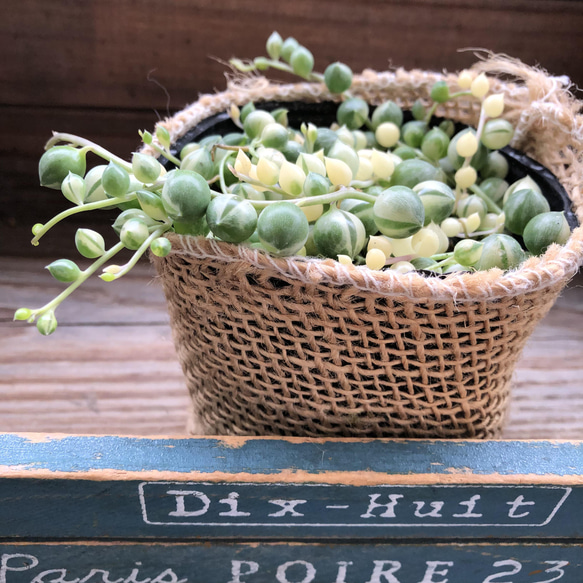 斑入りグリーンネックレス♡マーブル♡多肉植物♡垂れ下がり♡ アート