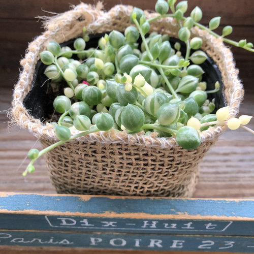 マーブルネックレス 斑入りグリーンネックレス 多肉植物 カット苗
