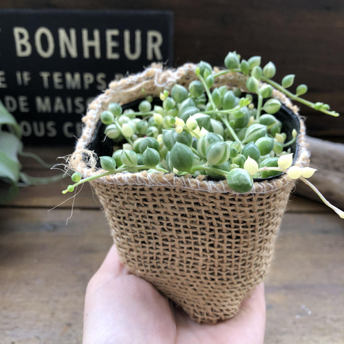 斑入りグリーンネックレス♡マーブル♡多肉植物♡垂れ下がり♡ アート