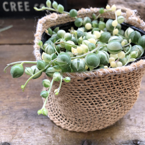 斑入りグリーンネックレス♡マーブル♡多肉植物♡垂れ下がり