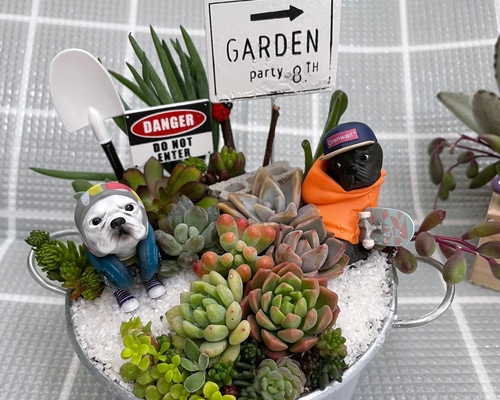 プレゼントにも〜受注制作 フレブル兄弟箱庭風多肉植物寄せ植え 多肉