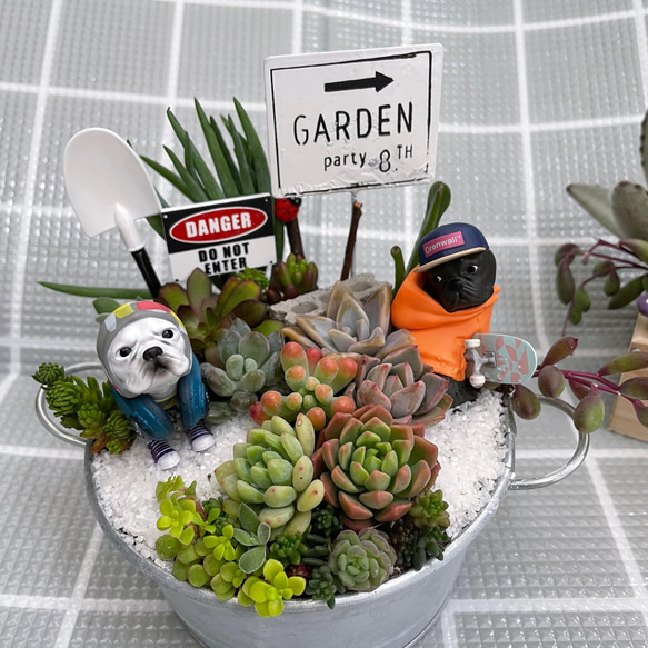 プレゼントにも〜受注制作 フレブル兄弟箱庭風多肉植物寄せ植え 多肉