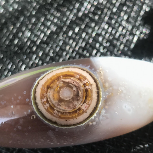 ゴビ石−856 ゴビ瑪瑙 眼石 『金瞳』パワースートン 天珠 眼 ゴビ石−856 ゴビ瑪瑙 眼石 『金瞳』パワースートン 天珠 眼