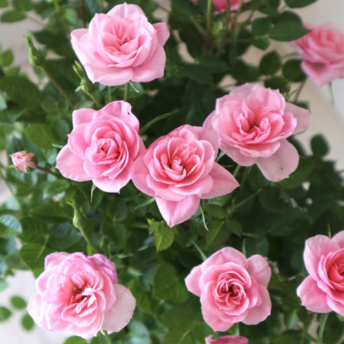 ミニ薔薇、久留米つつじ、姫うつぎ Amazon.co.jp: 遊恵盆栽：久留米つつじ(信楽焼鉢)*ツツジ躑躅bonsai