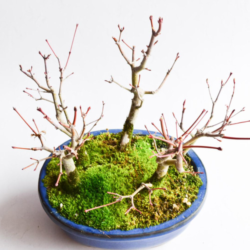 山もみじ寄せ植え No.111 盆栽 盆栽やす 通販 13647567｜Creema(クリーマ)