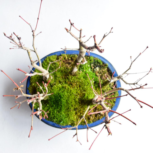 山もみじ寄せ植え No.111 盆栽 盆栽やす 通販 13647567｜Creema(クリーマ)