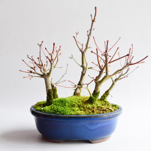 山もみじ　[寄せ植え]　中品盆栽 盆栽 ：山紅葉寄せ 現品*山もみじ モミジ Momiji bonsai 中品