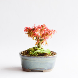 琴姫モミジ　石付き盆栽　苔付き　コトヒメモミジ　紅葉 琴姫モミジ 石付き盆栽 苔付き コトヒメモミジ 紅葉 琴姫モミジ