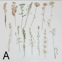 ドライフラワー　ステッカー 2枚目の画像