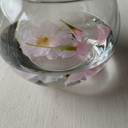 [送料無料] 水桜〜〜水に浮かぶ花びら〜〜桜のマジカルウォーターアレンジ 4枚目の画像