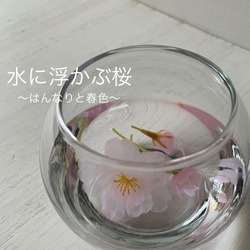 [送料無料] 水桜〜〜水に浮かぶ花びら〜〜桜のマジカルウォーターアレンジ 1枚目の画像
