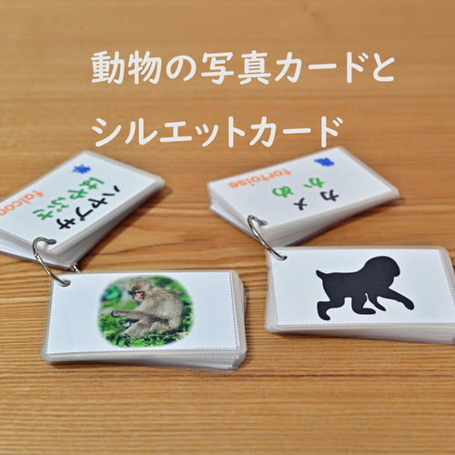 動物の写真カードとシルエットカードセット 40種 全80枚 小学校