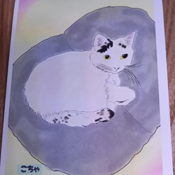 【 猫のポストカード 選べる4＆7枚セット＊ 】 可愛い 猫好き ポストカード 9枚目の画像