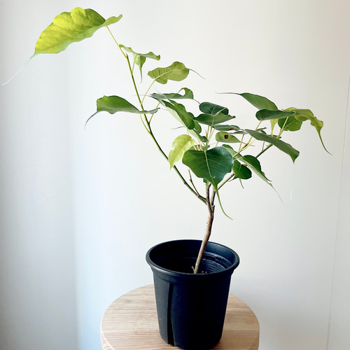 ☆ インドボダイジュ 160cm♪ フィカス•レジリオーサ♪ フィカス：レリジオーサ（スリーマハーボダイジュ）4号ポット の通販