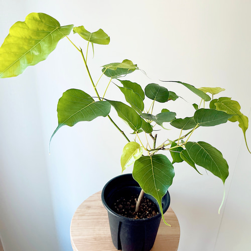 インドボダイジュ フィカスレリジオーサ スリーマハーボダイジュ