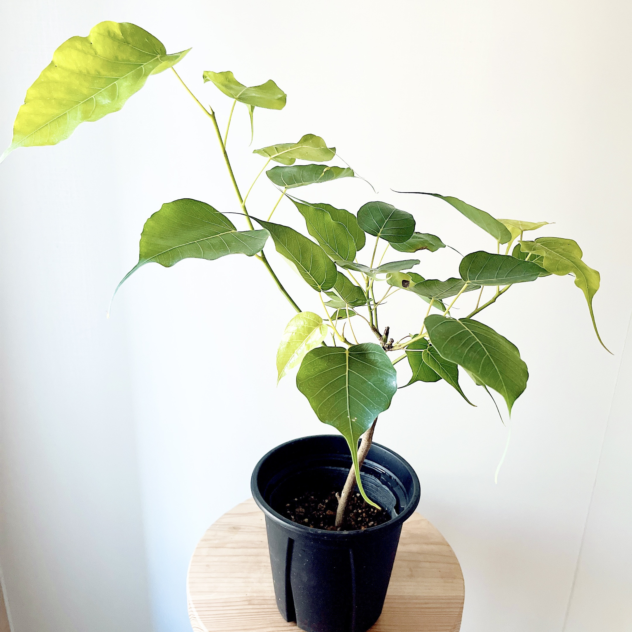 ☆ インドボダイジュ 160cm♪ フィカス•レジリオーサ♪ 楽天市場】観葉植物 フィカス レリジオーサ 4号鉢 インド