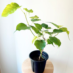 ☆ インドボダイジュ 152cm♪ フィカス•レジリオーサ♪ インドボダイジュ フィカスレリジオーサ スリーマハーボダイジュ c