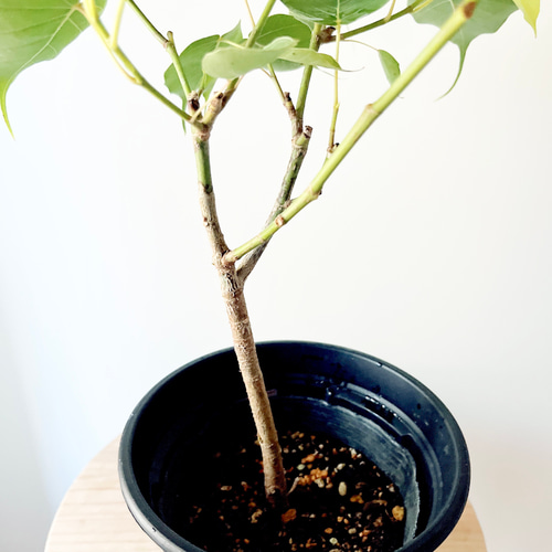 インドボダイジュ フィカスレリジオーサ スリーマハーボダイジュ c