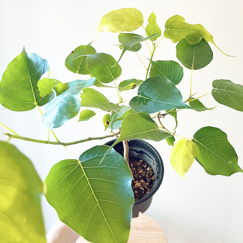 インドボダイジュ フィカスレリジオーサ スリーマハーボダイジュ c