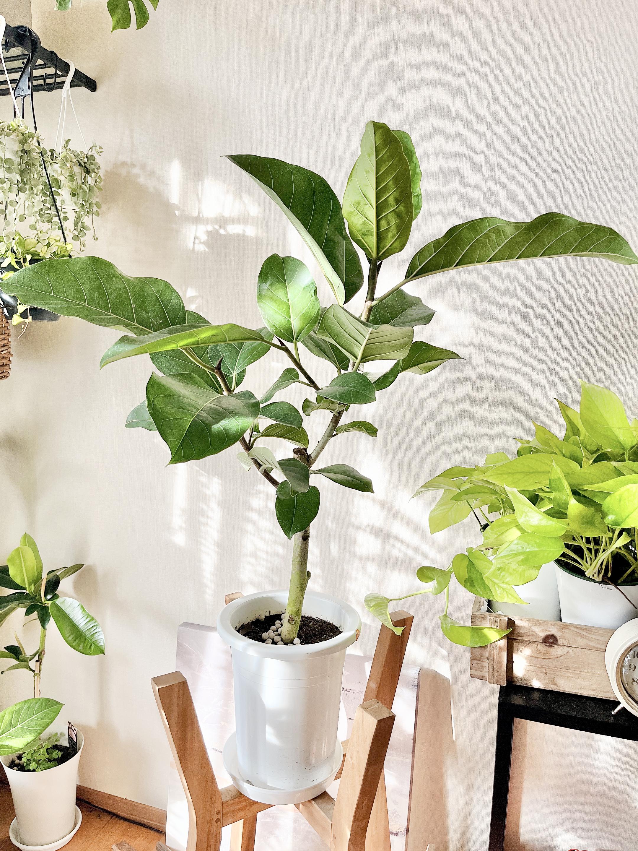 一点もの】観葉植物 希少 フィカス アーリーゴッド 送料無料 その他