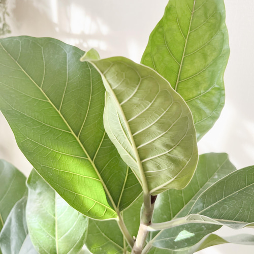 一点もの】観葉植物 希少 フィカス アーリーゴッド 送料無料 その他