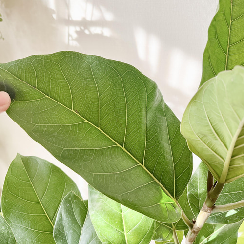 一点もの】観葉植物 希少 フィカス アーリーゴッド 送料無料 その他
