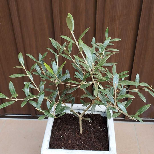 お洒落鉢植えオリーブの木 ネバディロブランコ 観葉植物 シンボル