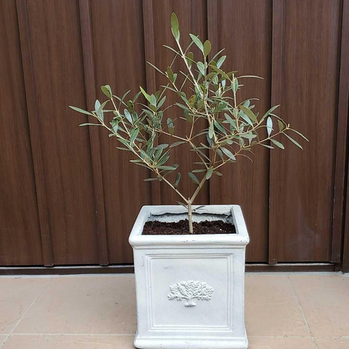 お洒落鉢植えオリーブの木 ネバディロブランコ 観葉植物 シンボル