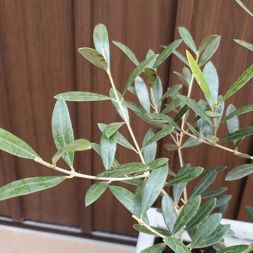 オリーブ　ネバディロブランコ　エレガント　セラミック鉢植え　苗　ウェルカムツリー オリーブ ネバディロブランコ エレガント セラミック鉢植え 苗