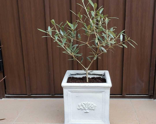 お洒落鉢植えオリーブの木 ネバディロブランコ 観葉植物 シンボル