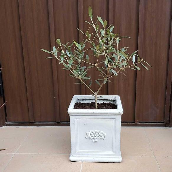 お洒落鉢植えオリーブの木 ネバディロブランコ 観葉植物 シンボル