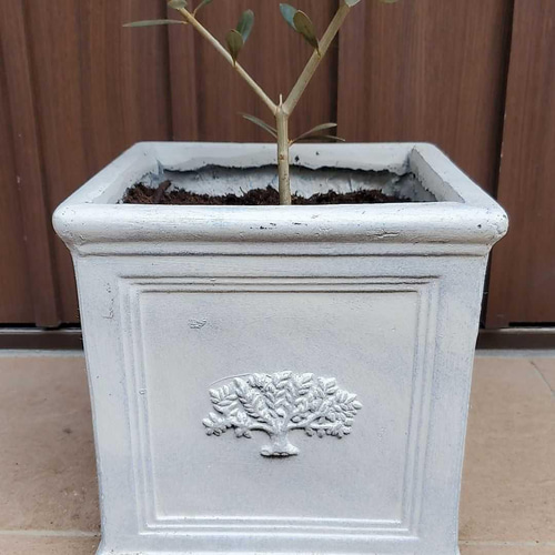 お洒落鉢植えオリーブの木 ネバディロブランコ 観葉植物 シンボル