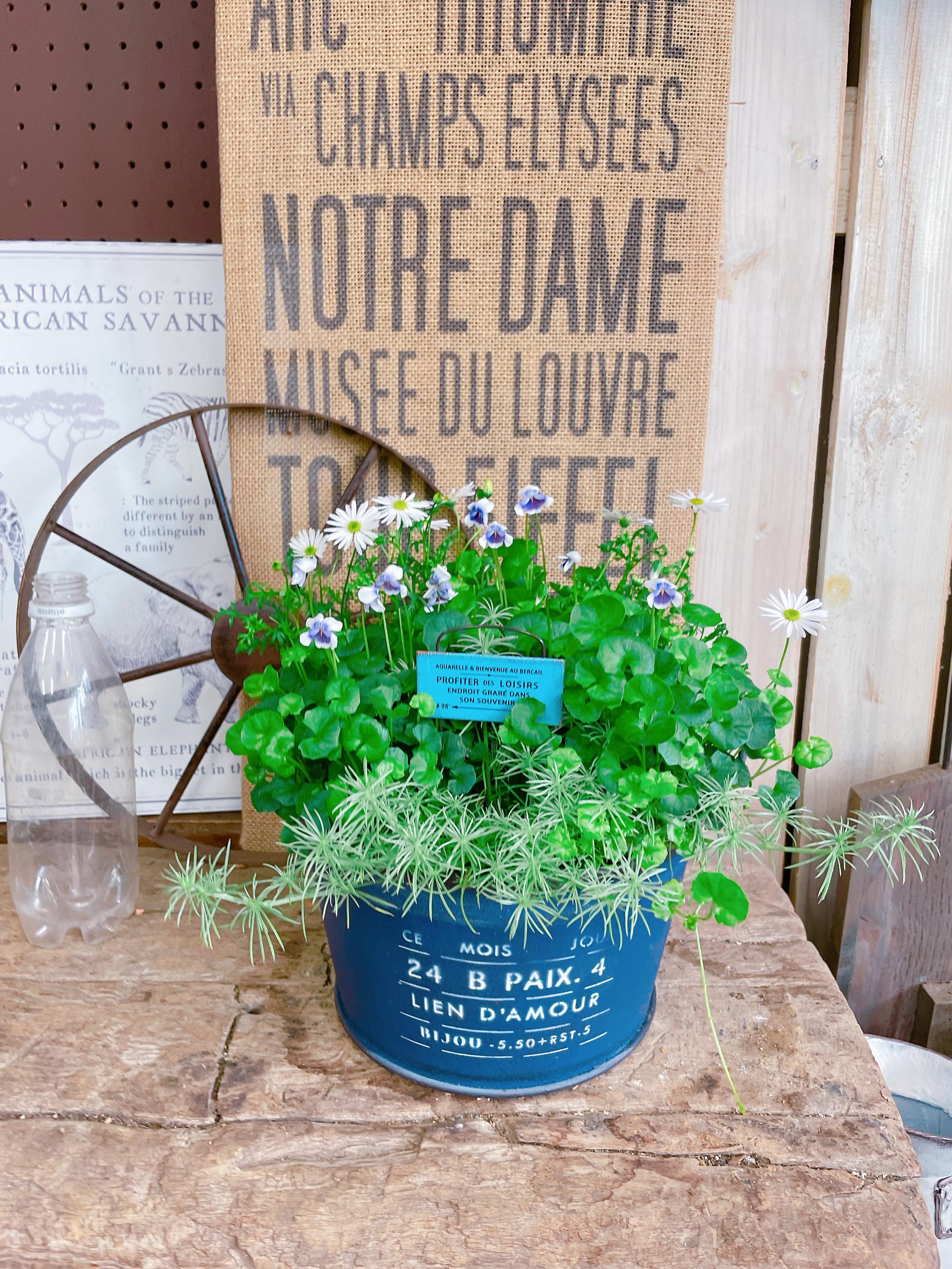 油絵　ゆうみ　はしごに置いた鉢花